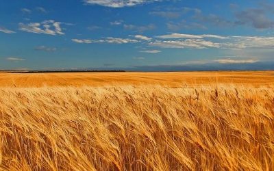 The Sowing and The Blowing