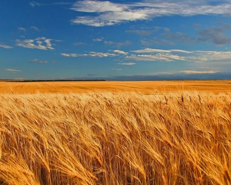 The Sowing and The Blowing